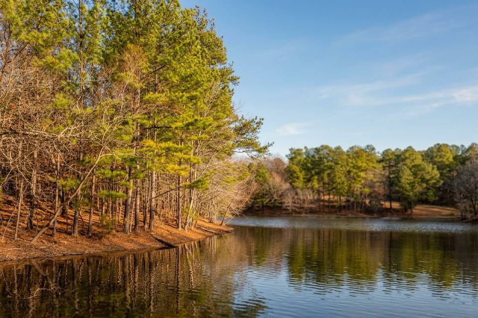 Pines along the water's edge at Bowie Nature Park, reflected in the still pond under a blue sky.
